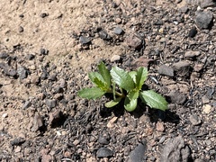 Ceanothus cuneatus cuneatus