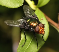 Amenia chrysame