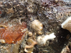 Crepipatella lingulata