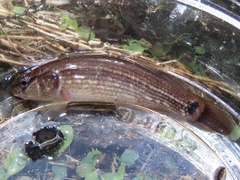 Umbra pygmaea