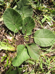 Dorstenia brasiliensis