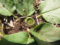 Dorstenia brasiliensis