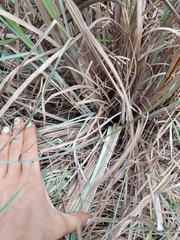 Andropogon cretaceus