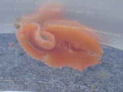 Eurylepta aurantiaca