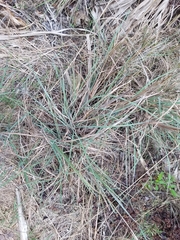 Andropogon cretaceus