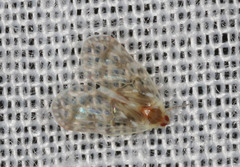 Saccharodite chrysonoe