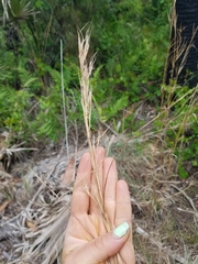 Andropogon cretaceus