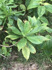 Scaevola gaudichaudiana