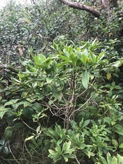 Scaevola gaudichaudiana