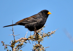 Rhopospina carbonaria