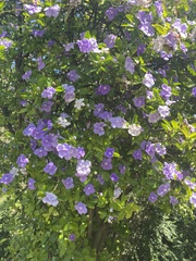 Brunfelsia australis