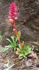 Echeveria rosea