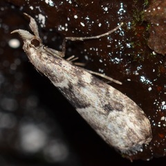 Schrankia howarthi