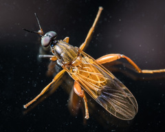 Benhamyia apicalis