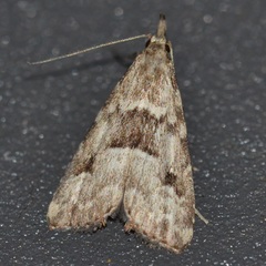 Schrankia howarthi