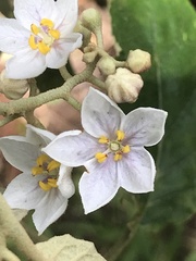 Solanum sandwicense
