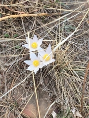Pulsatilla nuttalliana