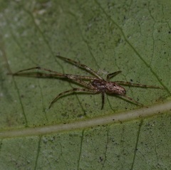 Tetragnatha quasimodo
