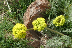 Lomatium austiniae
