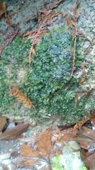 Pellia neesiana