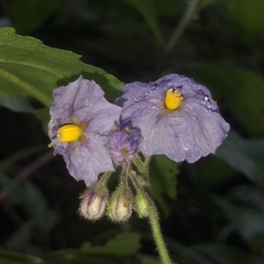Solanum caripense