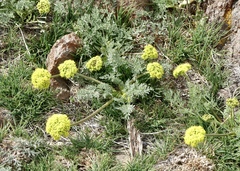 Lomatium austiniae