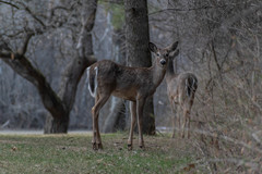 Odocoileus virginianus