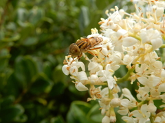 Eristalinus quinquestriatus