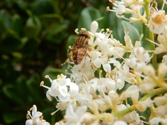 Eristalinus quinquestriatus