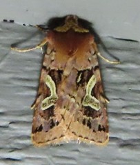 Cerastis enigmatica