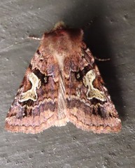 Cerastis enigmatica