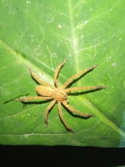 Cupiennius salei