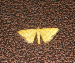 Idaea aureolaria