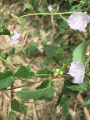 Jacquemontia paniculata
