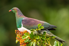 New Zealand Pigeon photo 3