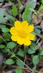 Coreopsis auriculata