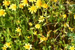 Lytta sublaevis