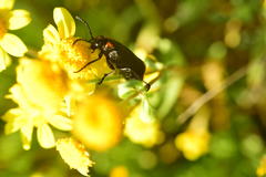 Lytta sublaevis