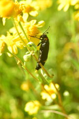 Lytta sublaevis