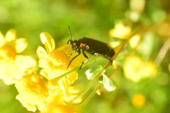 Lytta sublaevis