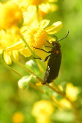 Lytta sublaevis