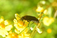 Lytta sublaevis