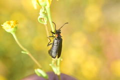 Lytta sublaevis
