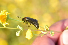Lytta sublaevis