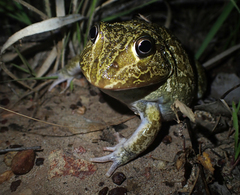 Ranoidea novaehollandiae