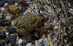 Ranoidea novaehollandiae