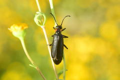 Lytta sublaevis
