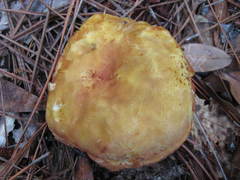 Boletus ochraceoluteus