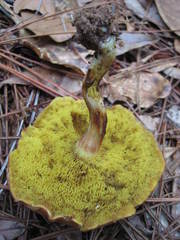 Boletus ochraceoluteus