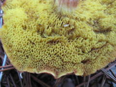 Boletus ochraceoluteus